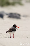 Oystercatcher (Haematopus ostralegus)