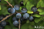 Sloe