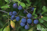 Sloe