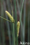 Snavelzegge (Carex rostrata)