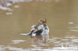 Snow Bunting (Plectrophenax nivalis)