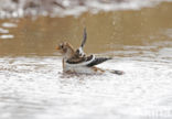 Snow Bunting (Plectrophenax nivalis)