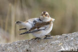 Snow Bunting (Plectrophenax nivalis)