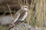 Snow Bunting (Plectrophenax nivalis)