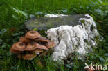 Sombere honingzwam (Armillaria ostoyae)