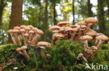 Sombere honingzwam (Armillaria ostoyae)