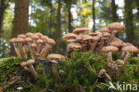 Sombere honingzwam (Armillaria ostoyae)