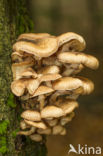 Sombere honingzwam (Armillaria ostoyae)