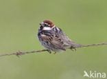 Spanish Sparrow (Passer hispaniolensis)