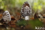 Spechtinktzwam (Coprinus picaceus)