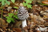 Spechtinktzwam (Coprinus picaceus)