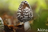 Spechtinktzwam (Coprinus picaceus)