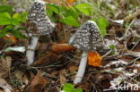 Spechtinktzwam (Coprinus picaceus)