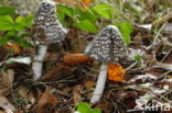 Spechtinktzwam (Coprinus picaceus)