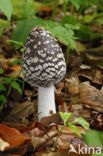 Spechtinktzwam (Coprinus picaceus)