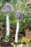 Pleated Inkcap (Coprinus picaceus)