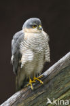 Sparrow Hawk (Accipiter nisus)