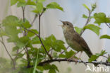 Sprinkhaanzanger (Locustella naevia)