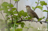 Sprinkhaanzanger (Locustella naevia)