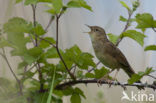 Sprinkhaanzanger (Locustella naevia)