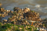 Steenloper (Arenaria interpres)