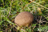 Spiny Puffball (Lycoperdon echinatum)
