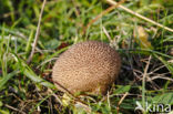 Stekelige stuifzwam (Lycoperdon echinatum)