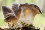 Jelly Tooth (Pseudohydnum gelatinosum)