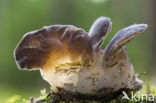 Jelly Tooth (Pseudohydnum gelatinosum)