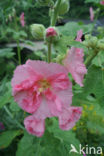 Hollyhock (Alcea rosea)