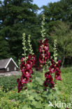 Hollyhock (Alcea rosea)