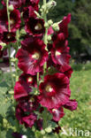 Stokroos (Alcea rosea)