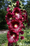 Stokroos (Alcea rosea)