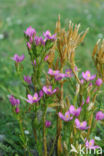 Seaside Centaury (Centaurium littorale)