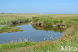 Sea Couch-grass (Elytrigia atherica)