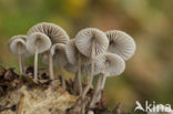 Streepsteelmycena (Mycena polygramma)