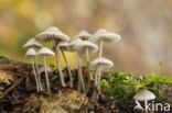 Streepsteelmycena (Mycena polygramma)