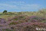 Heather