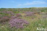 Heather