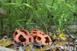 Traliestinkzwam (Clathrus ruber)