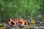 Traliestinkzwam (Clathrus ruber)