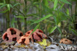 Traliestinkzwam (Clathrus ruber)