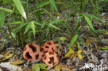 Traliestinkzwam (Clathrus ruber)