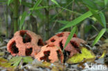 Traliestinkzwam (Clathrus ruber)