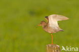 Common Redshank (Tringa totanus)