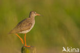 Common Redshank (Tringa totanus)