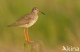 Common Redshank (Tringa totanus)