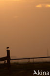 Common Redshank (Tringa totanus)