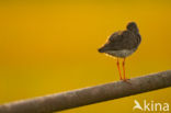 Common Redshank (Tringa totanus)