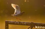 Common Redshank (Tringa totanus)